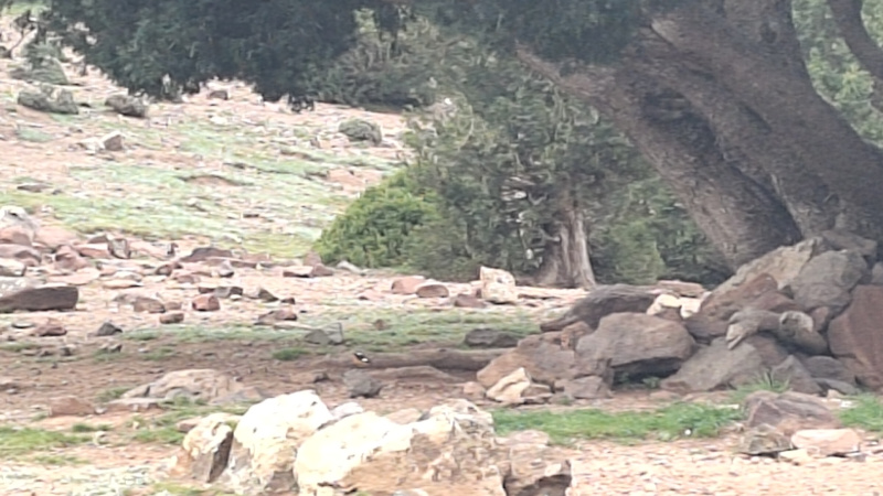 Frankly, you see a semi-arid hilltop. Somewhere in there is a handful of pixels, smartly black-white-black-white and red like Moussier's redstart.